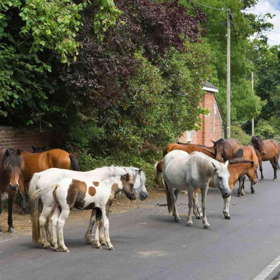 New Forest Retreat Shorefield Country Park Lymington Exterior foto